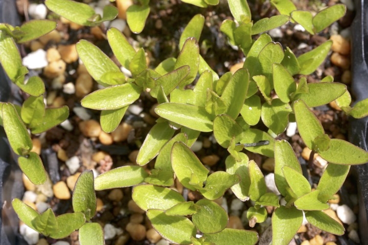 ウインターベリーの発芽