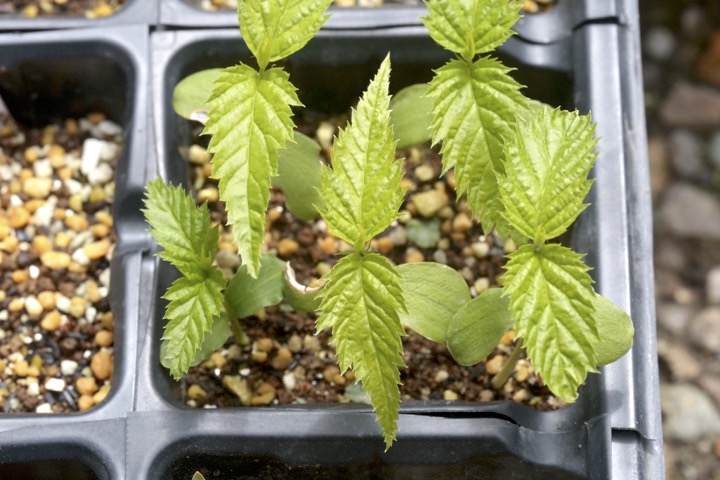 シロヤマブキの発芽