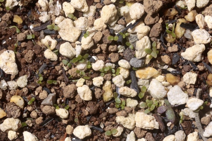 ホツツジの発芽