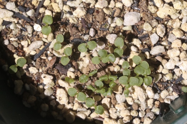 シロミノコムラサキの発芽