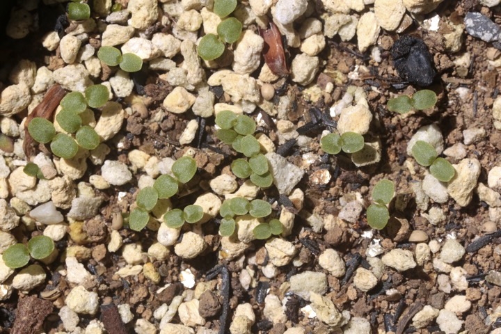 コムラサキの発芽