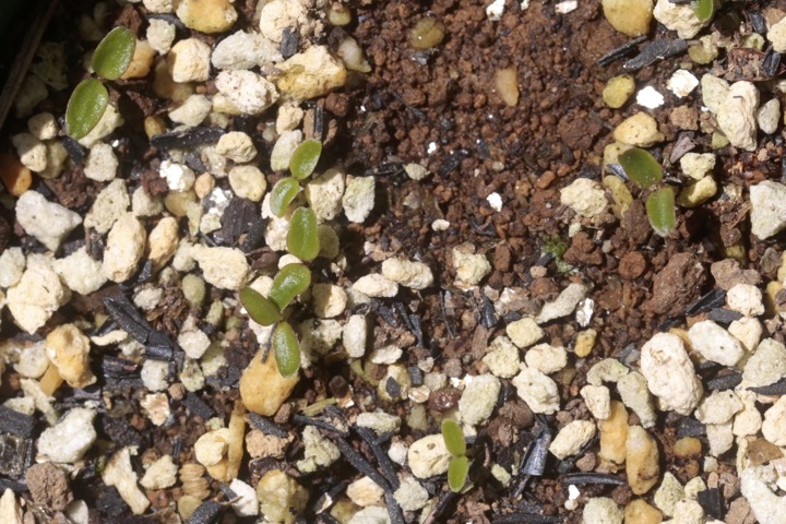 ヒサカキの発芽