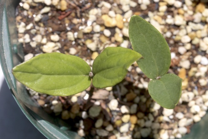 アカバナマンサクの発芽