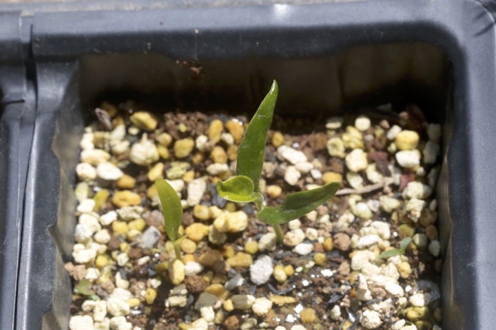 アオツヅラフジの発芽