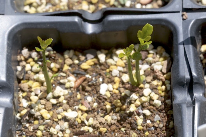 カラタチの発芽