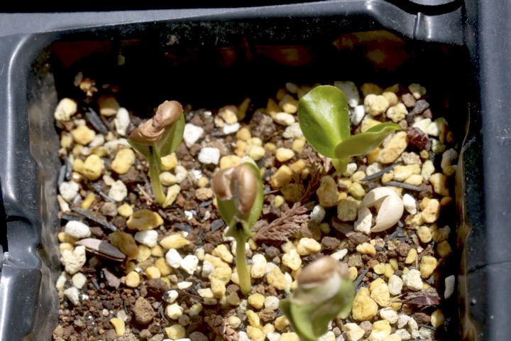 ミヤマシキミの発芽