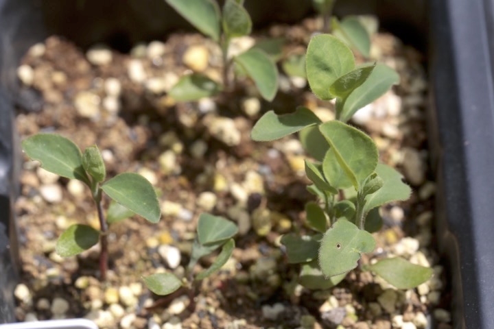 スイカズラの発芽