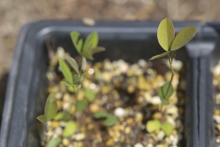 ミヤギノハギの発芽