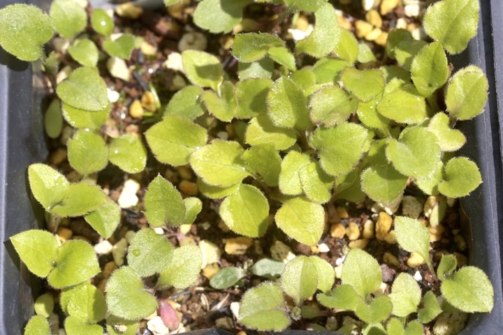 アキノキリンソウの発芽