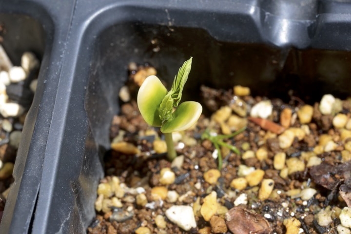 ネムノキの発芽