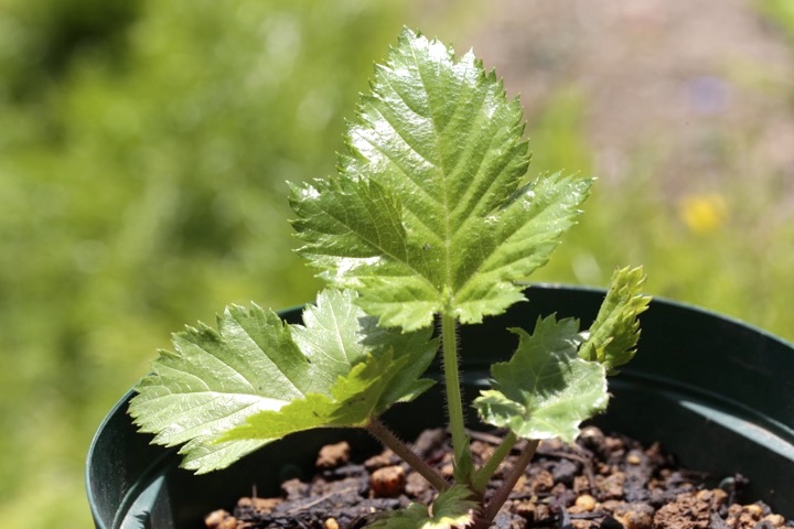２年目のカジイチゴ