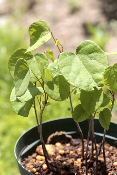 ２年目のハナズオウ