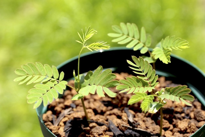 ネムノキの発芽