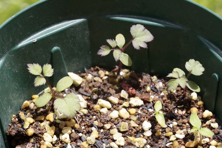 タラノキの発芽