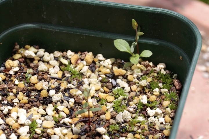 ツルコケモモの発芽