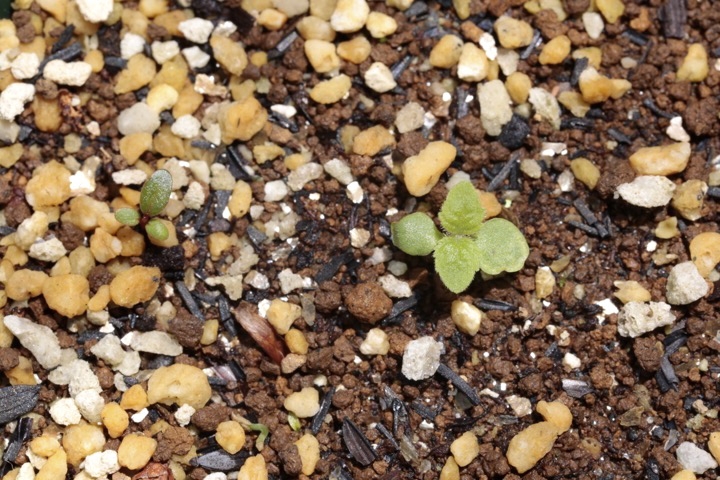 ヤブムラサキの発芽