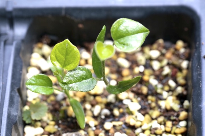 アオツヅラフジの発芽