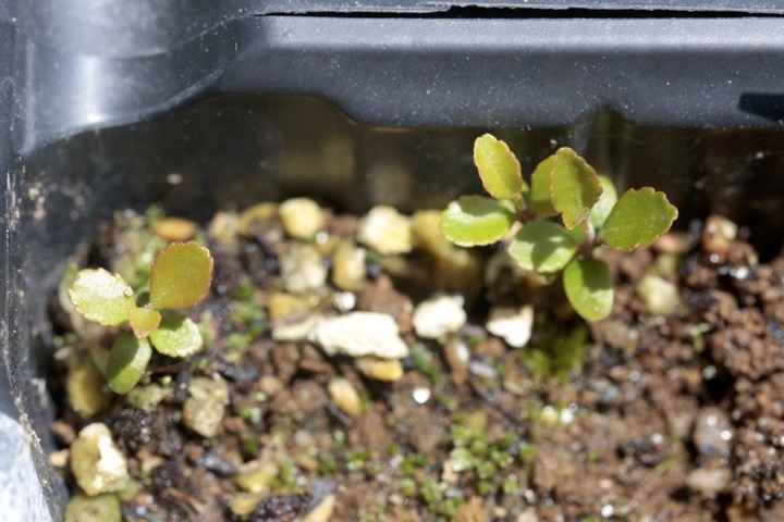 ２年目のネジキ