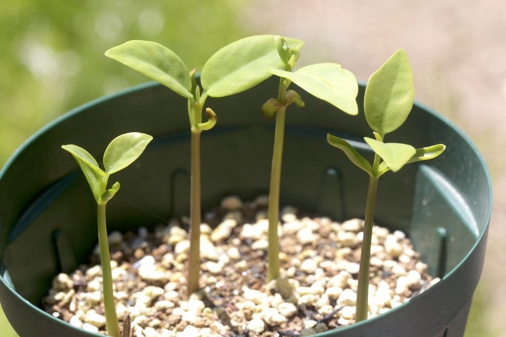 ユズリハの発芽