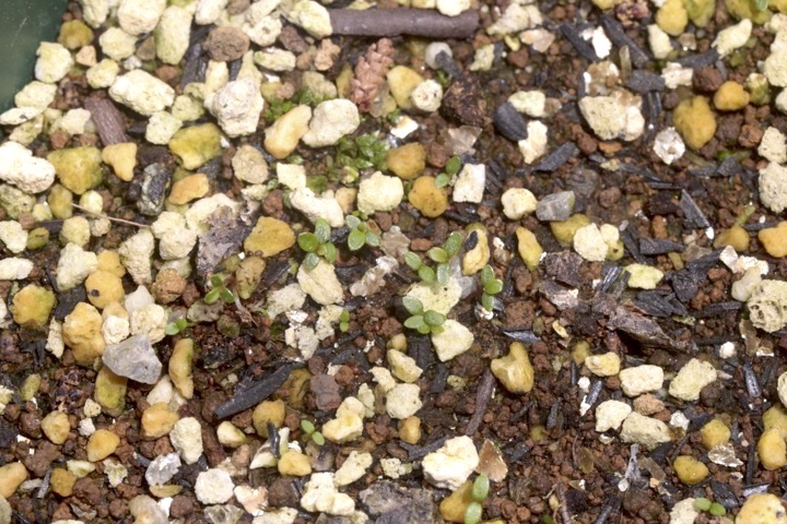 シラタマノキ発芽