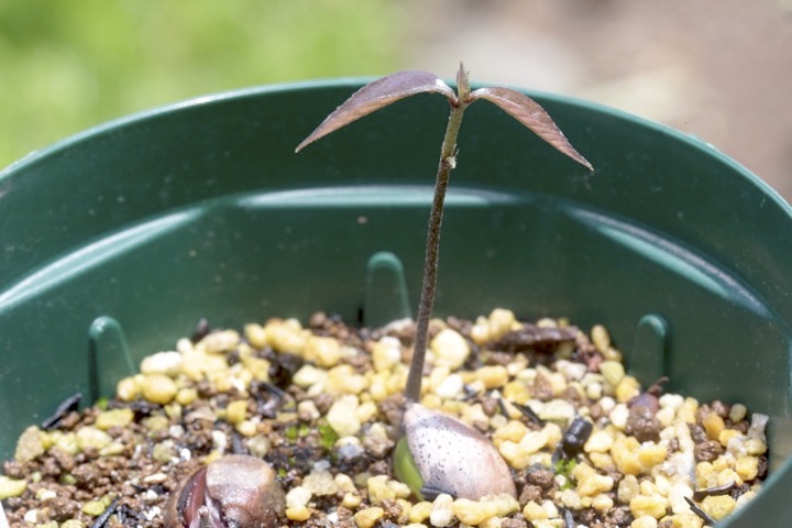 シラカシの発芽