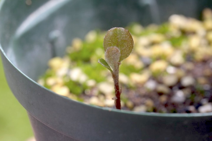 シャリンバイの発芽