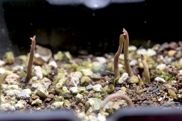 ヤブコウジの発芽