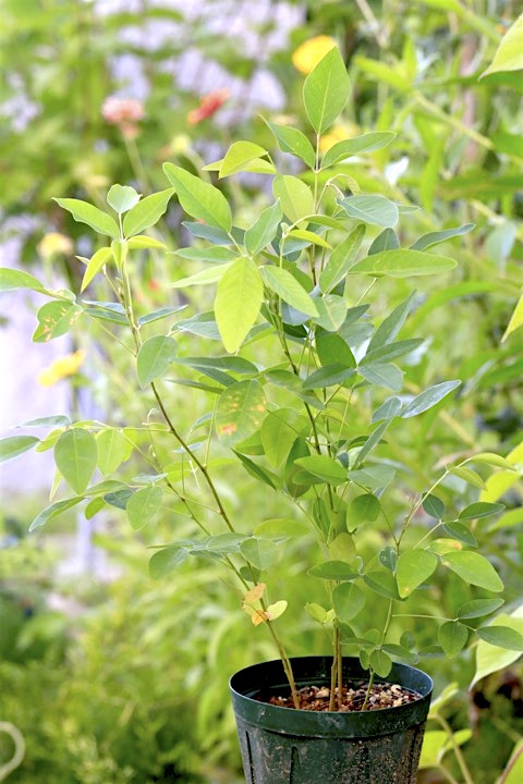 ミヤギノハギの発芽