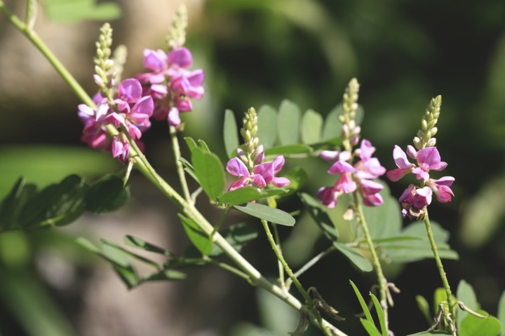 コマツナギの開花