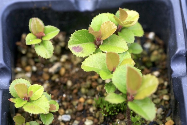 ヤブコウジの発芽