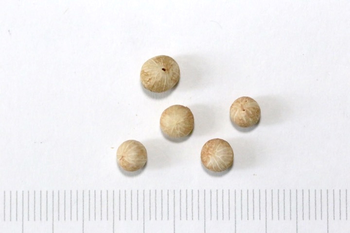 ヤブコウジの種