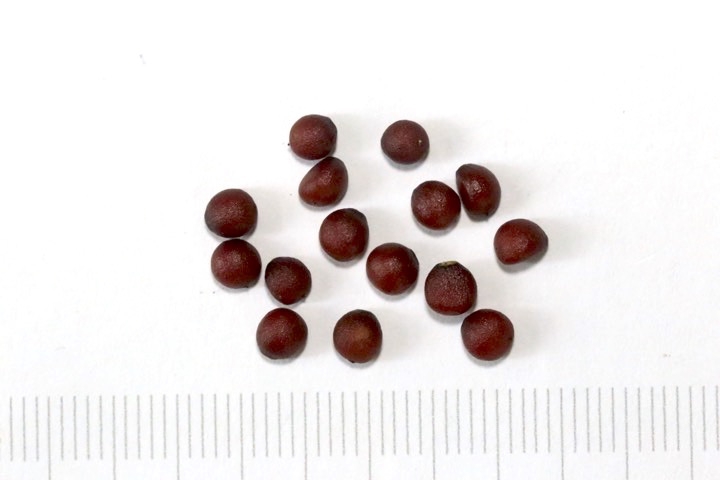 サルトリイバラの種