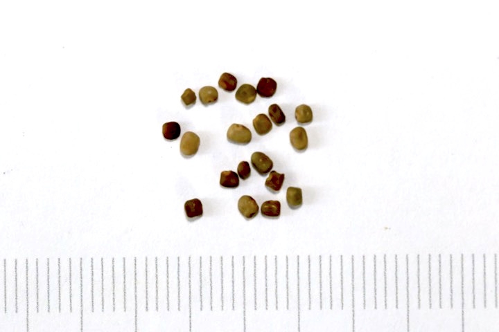 コマツナギの種