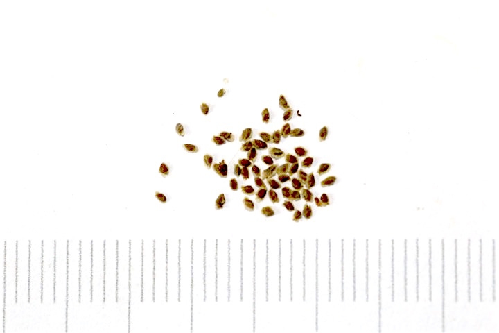 ベニバナニシキウツギの種