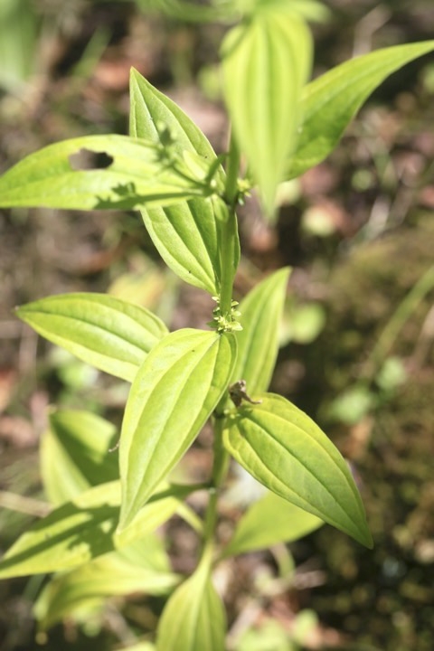 平行脈が目立つアケボノソウの葉