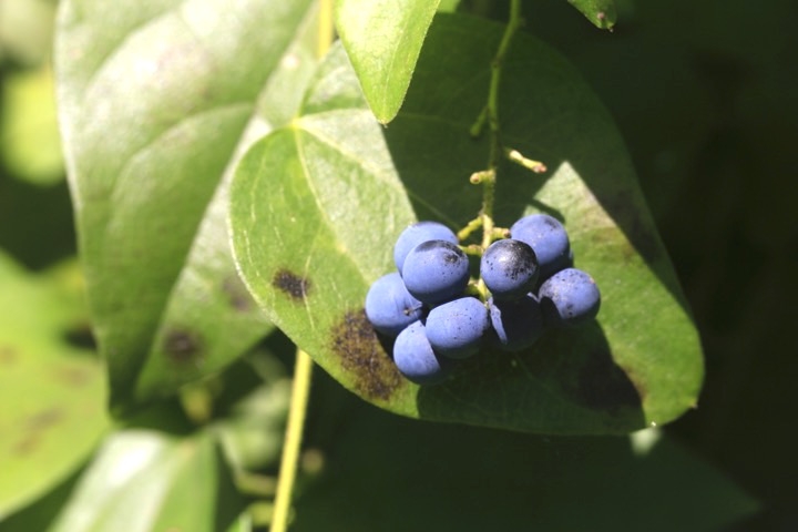 アオツヅラフジの実