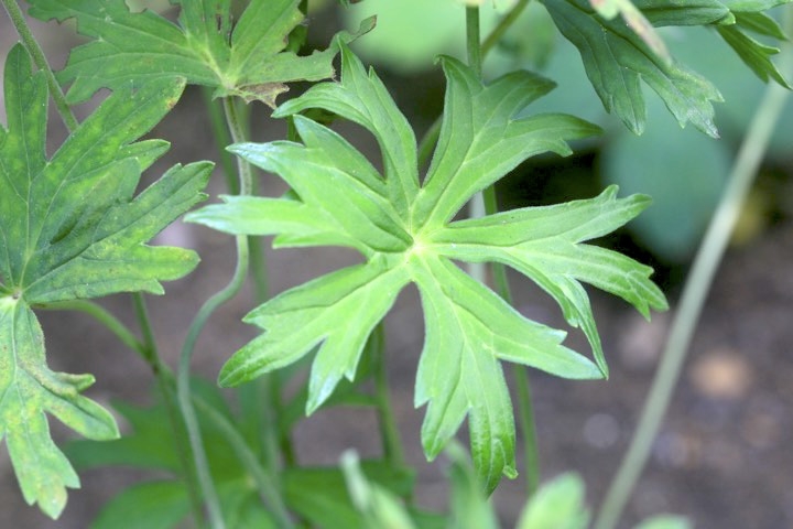 深く切れ込むアサマフウロの葉