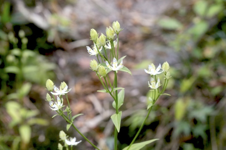 アケボノソウの開花