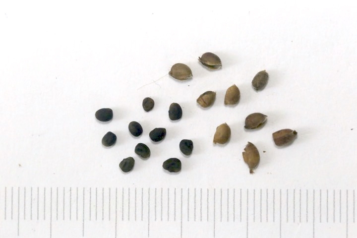 アサマフウロの種