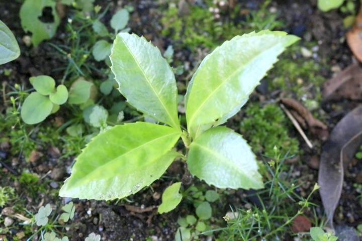 ２年目のセンリョウ