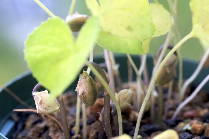 アケボノスミレの実