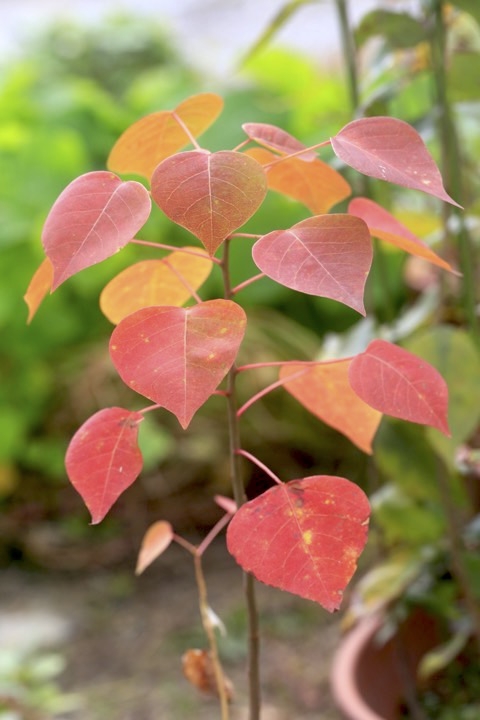 ナンキンハゼの紅葉