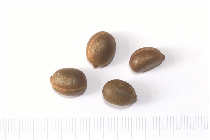 ロウヤガキの種