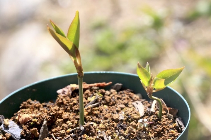 ２年目のツリバナ