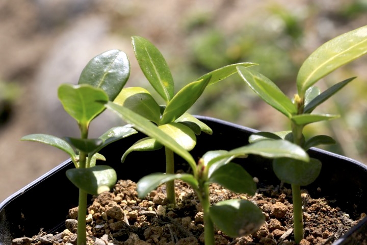 ２年目のミヤマシキミ