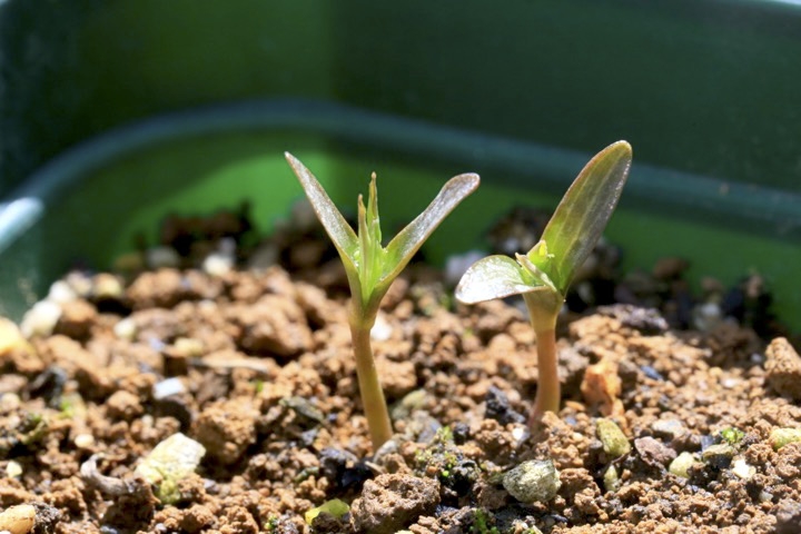 カンボクの発芽