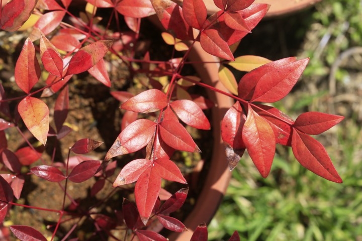 ３年目のナンテン