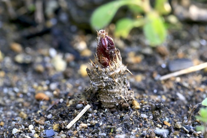 >タラノキの芽生え” width=”720″ height=”480″ class=”aligncenter size-full wp-image-3255″ /><figcaption class=