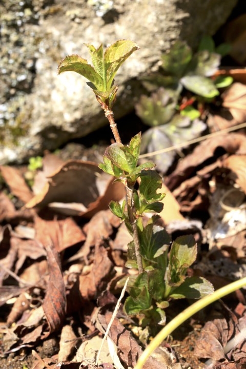 ２年目のタニウツギ