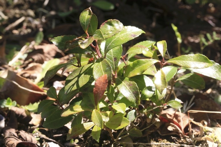 ３年目のアセビ